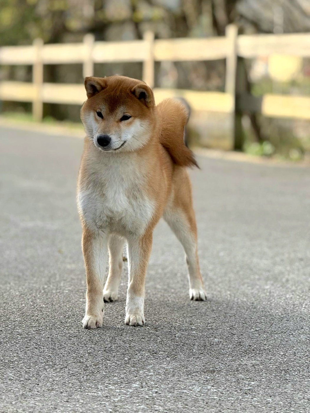 Nik Majestic Mitsuyo