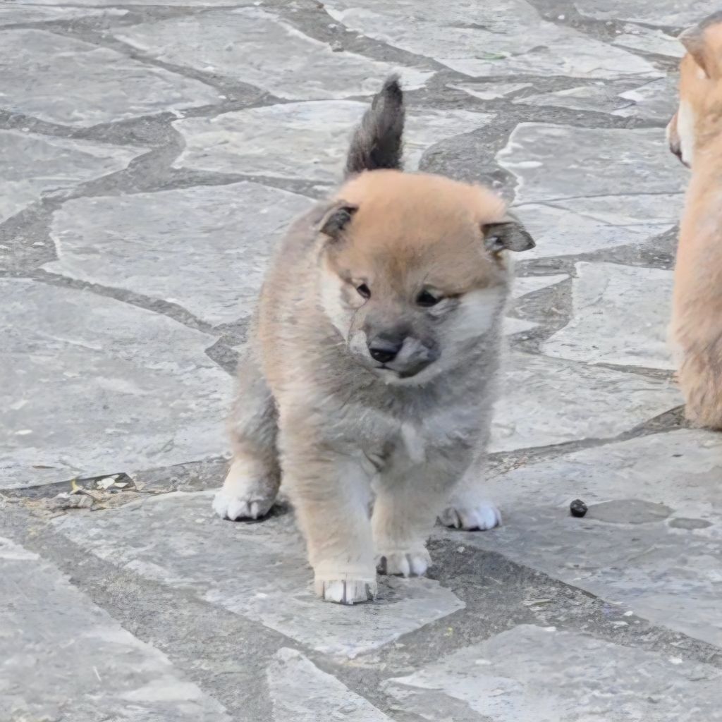 Go Yume No Sekai - Chiots disponibles - Shiba