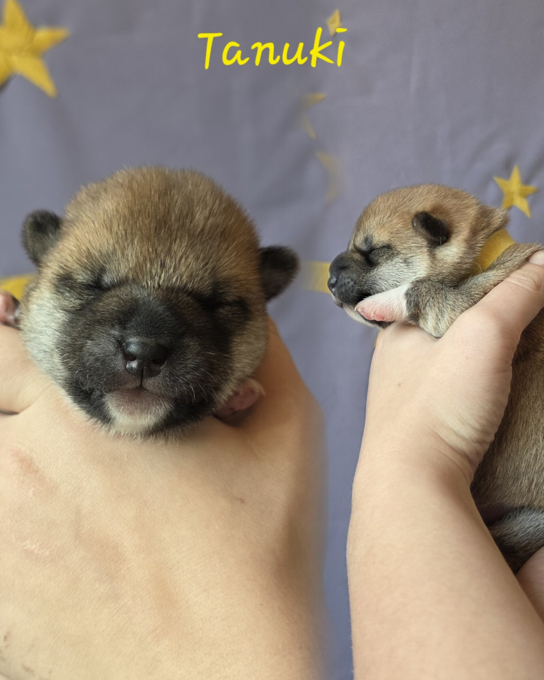 Go Yume No Sekai - Chiots disponibles - Shiba