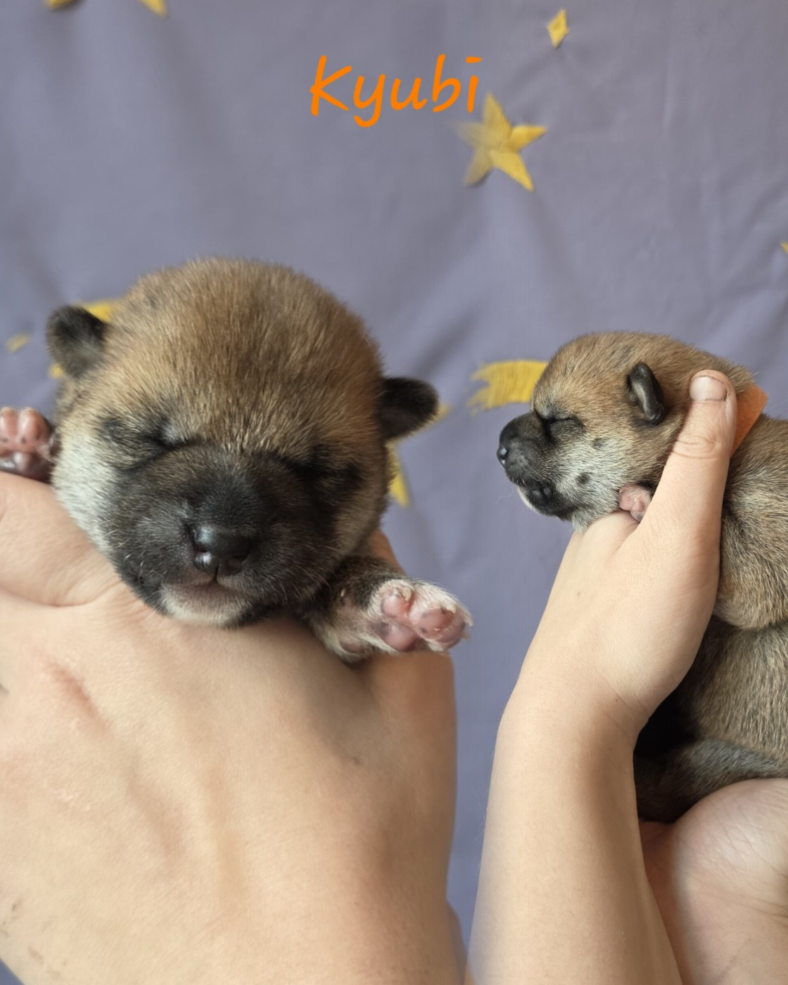 Go Yume No Sekai - Chiots disponibles - Shiba