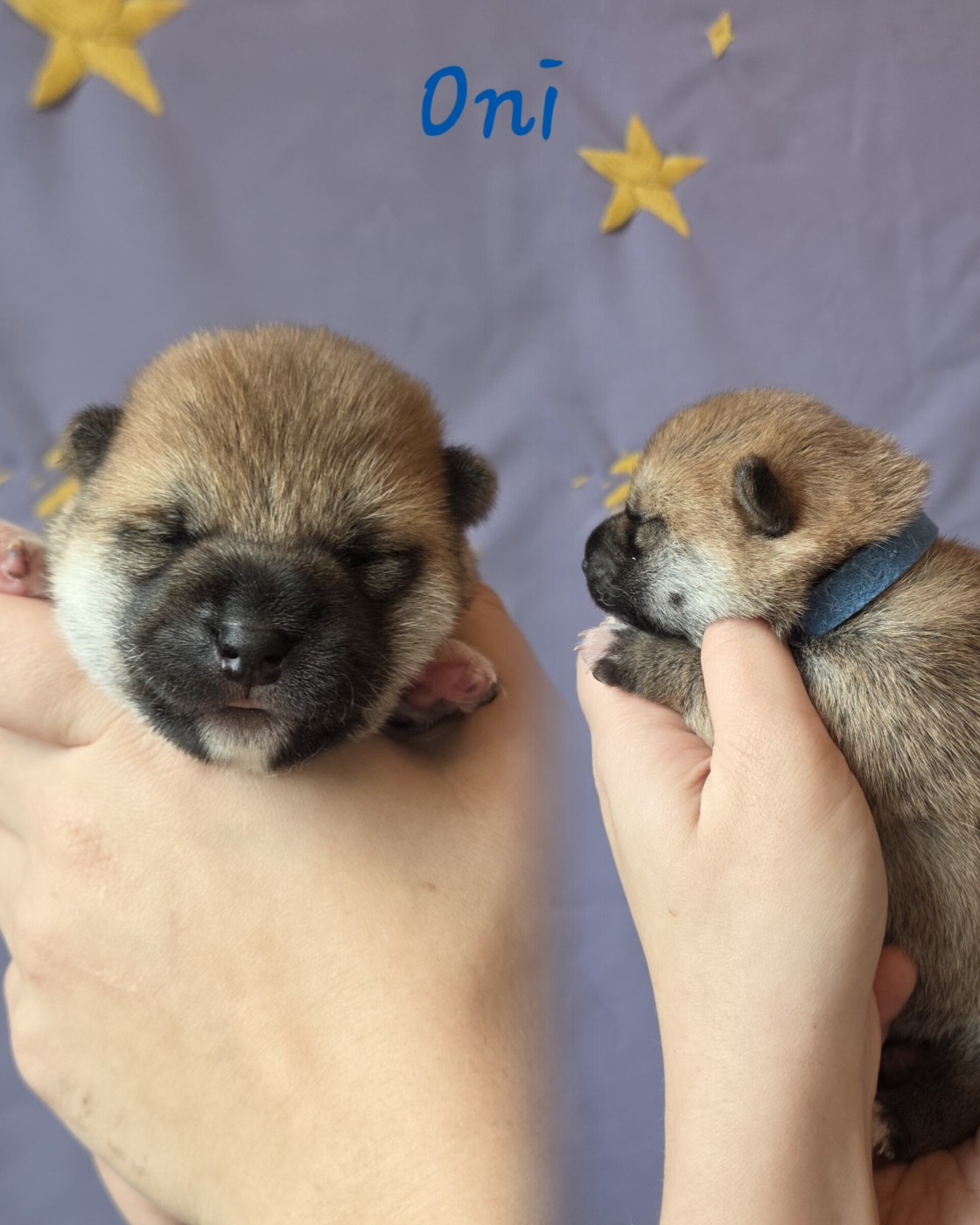 Go Yume No Sekai - Chiots disponibles - Shiba