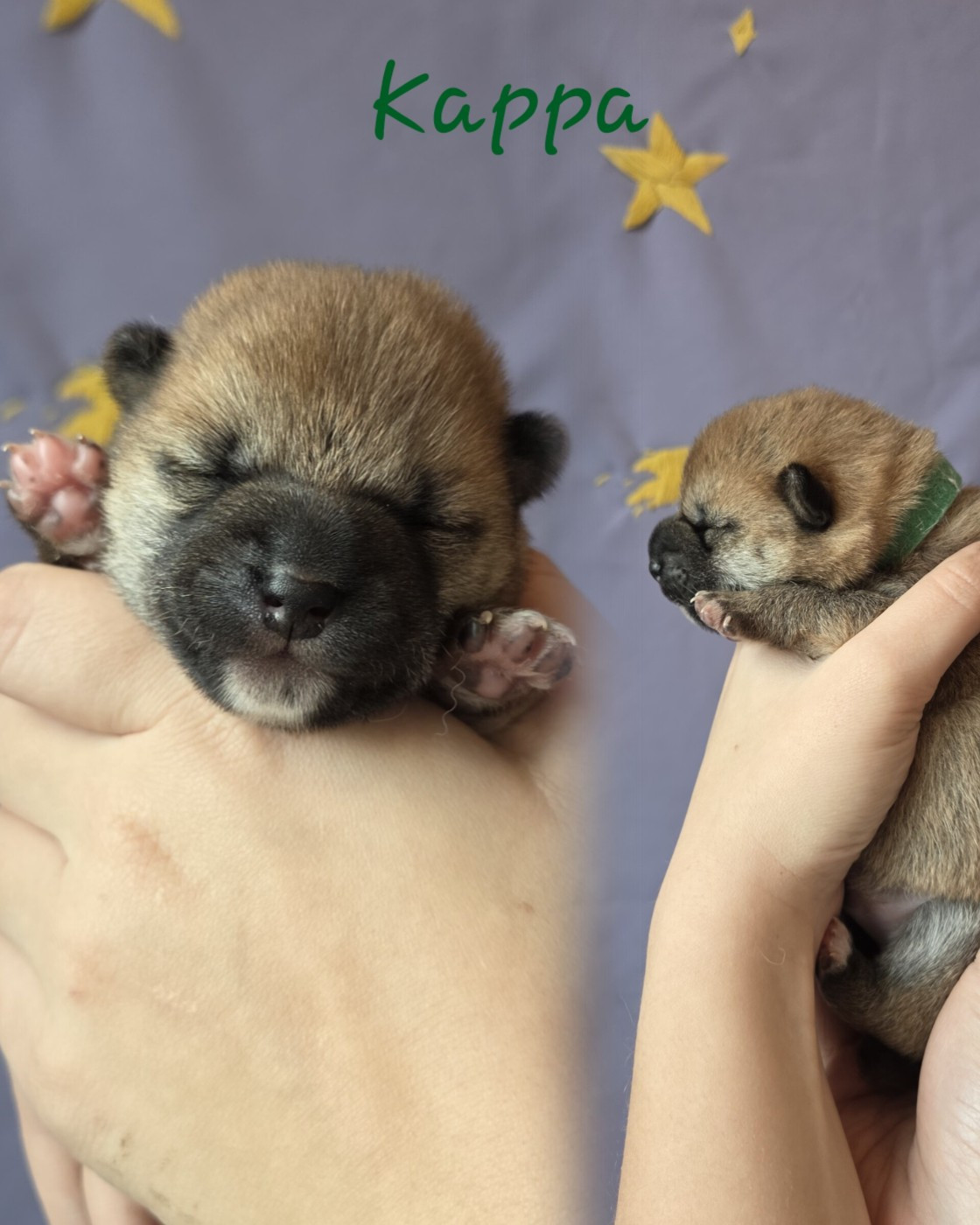 Go Yume No Sekai - Chiots disponibles - Shiba