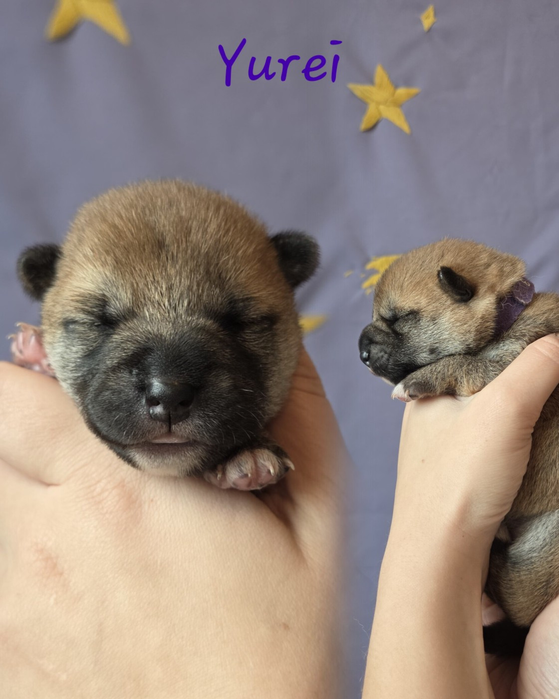 Go Yume No Sekai - Chiots disponibles - Shiba