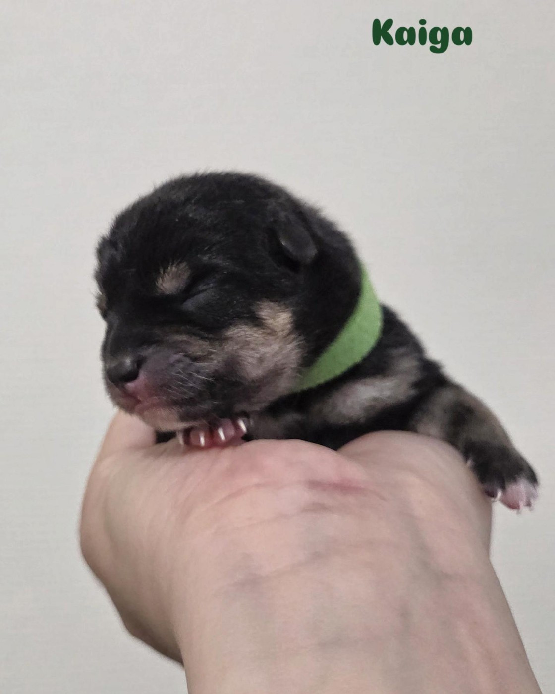 Go Yume No Sekai - Chiots disponibles - Shiba