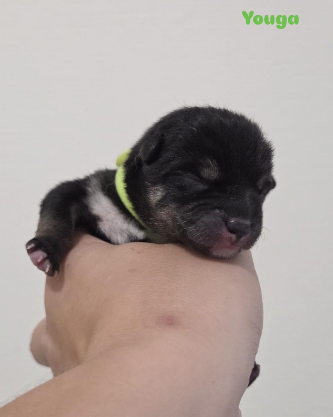 Go Yume No Sekai - Chiots disponibles - Shiba