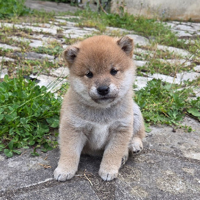 Tsuki