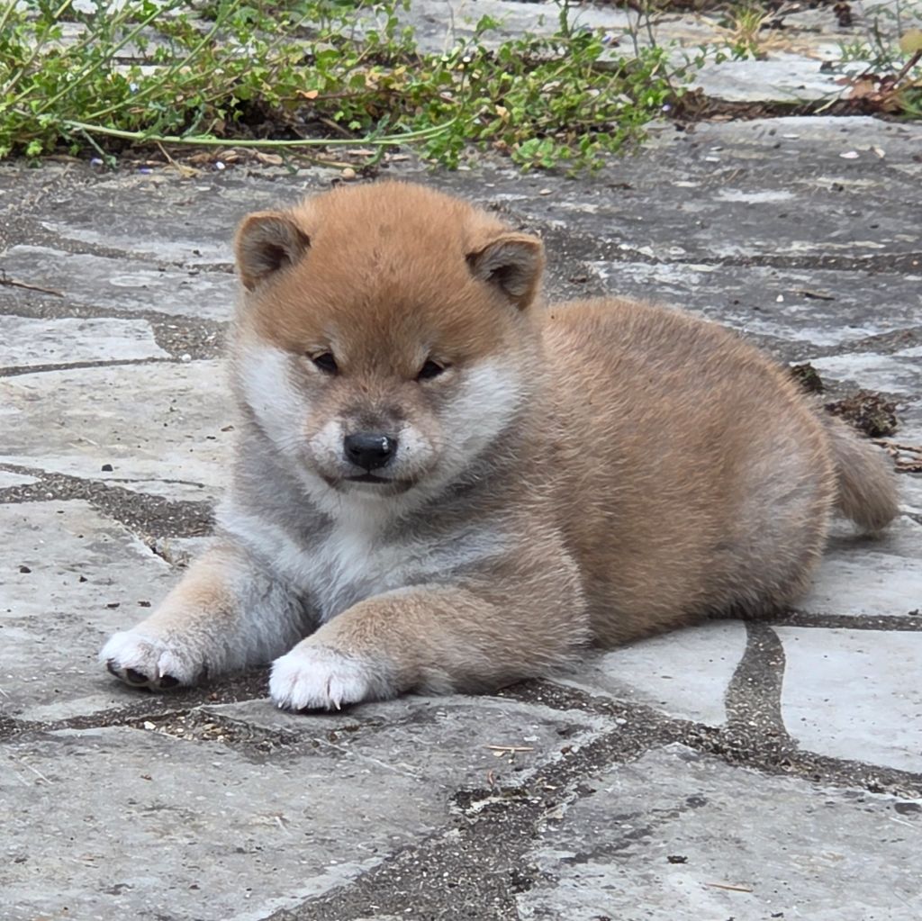 Go Yume No Sekai - Chiots disponibles - Shiba